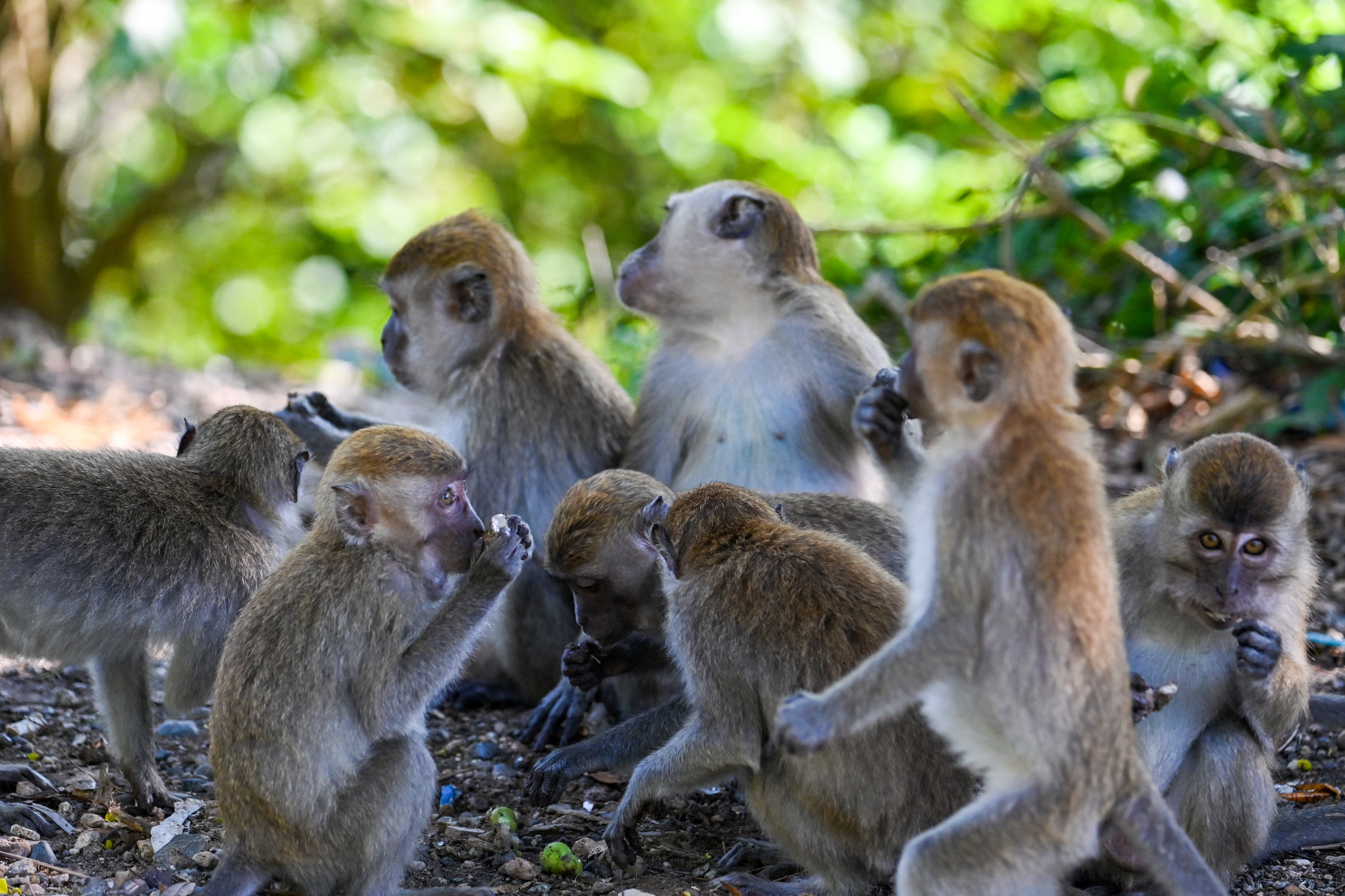 Macaque monkeys pictured in Indonesia. The animals run wild in Florida and can spread the Herpes B Virus