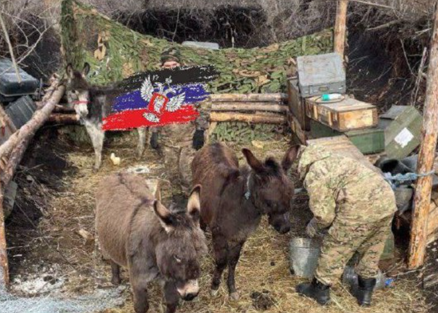 Unverified photos show donkeys reportedly being used by Russian troops along Ukraine’s 600-mile front