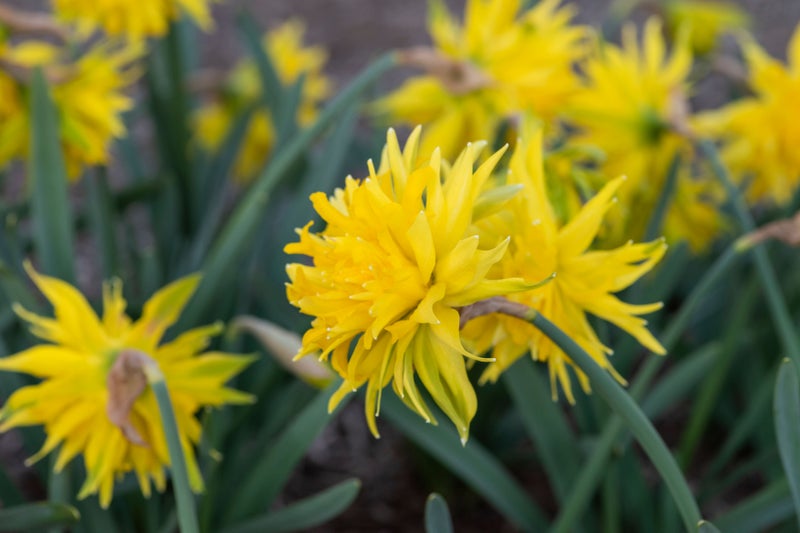 5 unusual daffodil types and how to grow them