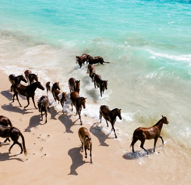 <p>Wild and free: Horses on the Sumba shoreline</p>