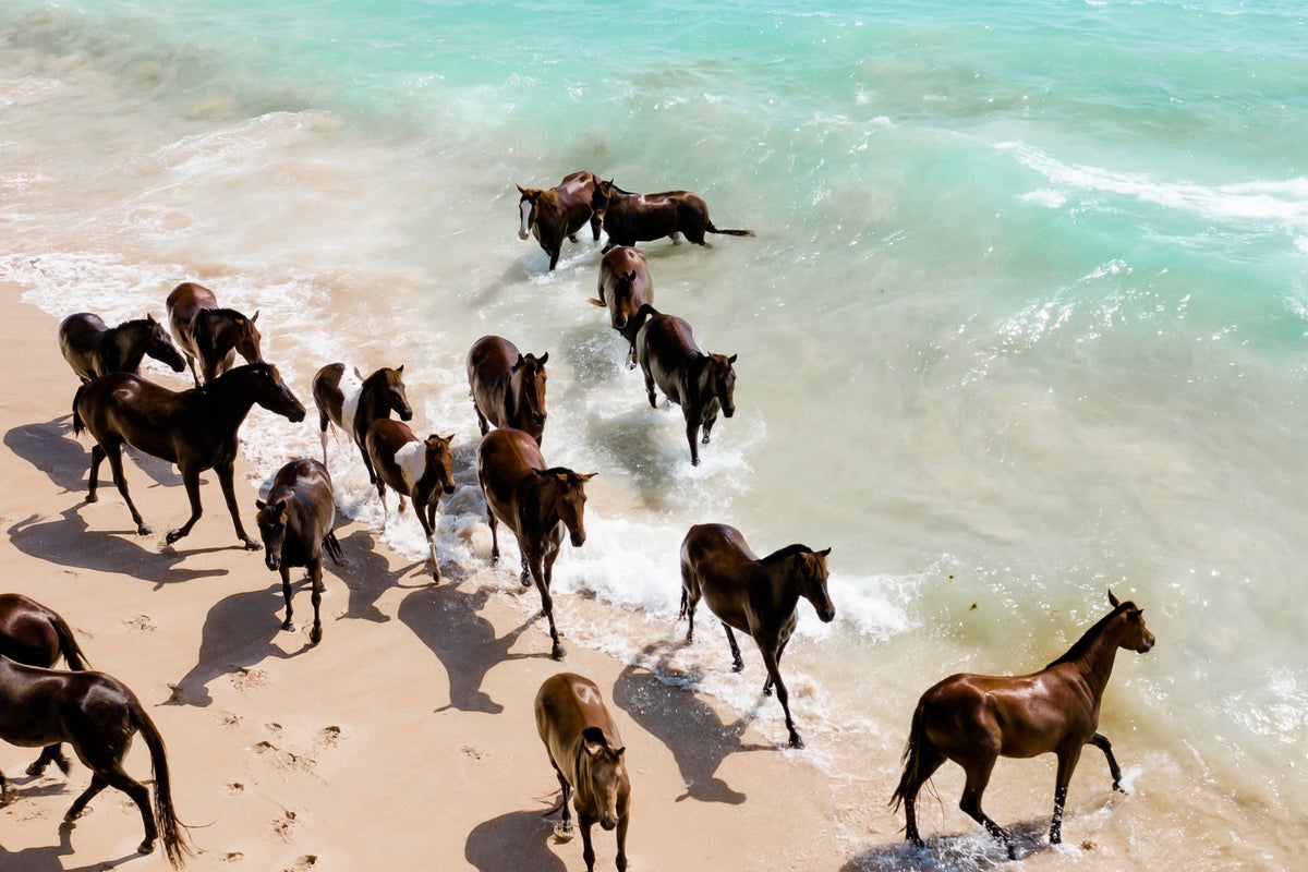 How this luxury hotel on a remote Indonesian island is using horses for wellness