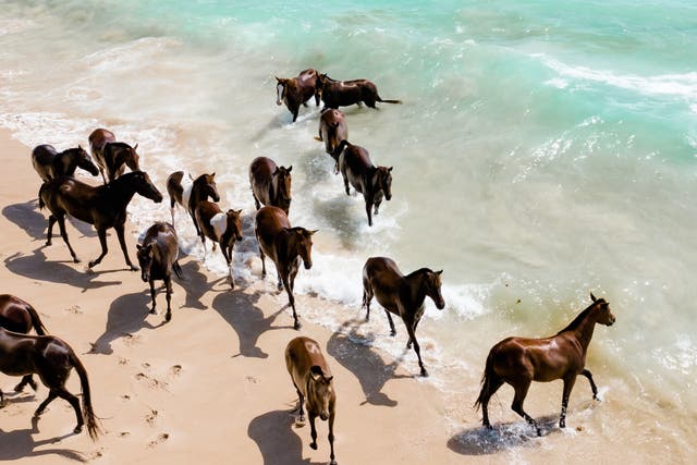 <p>Wild and free: Horses on the Sumba shoreline</p>