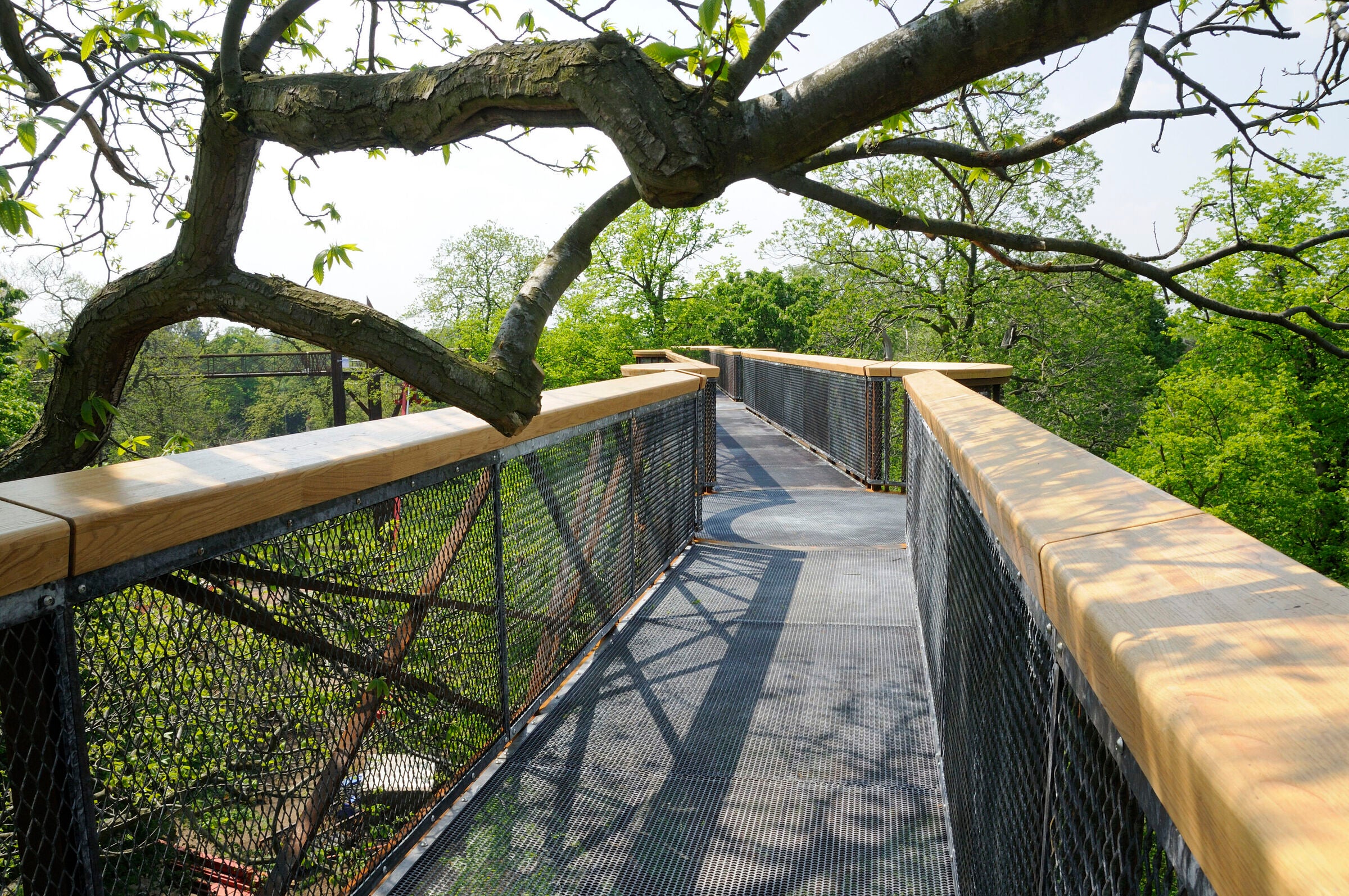 You’ll need a head for heights to tackle Kew’s Treetop Walkway