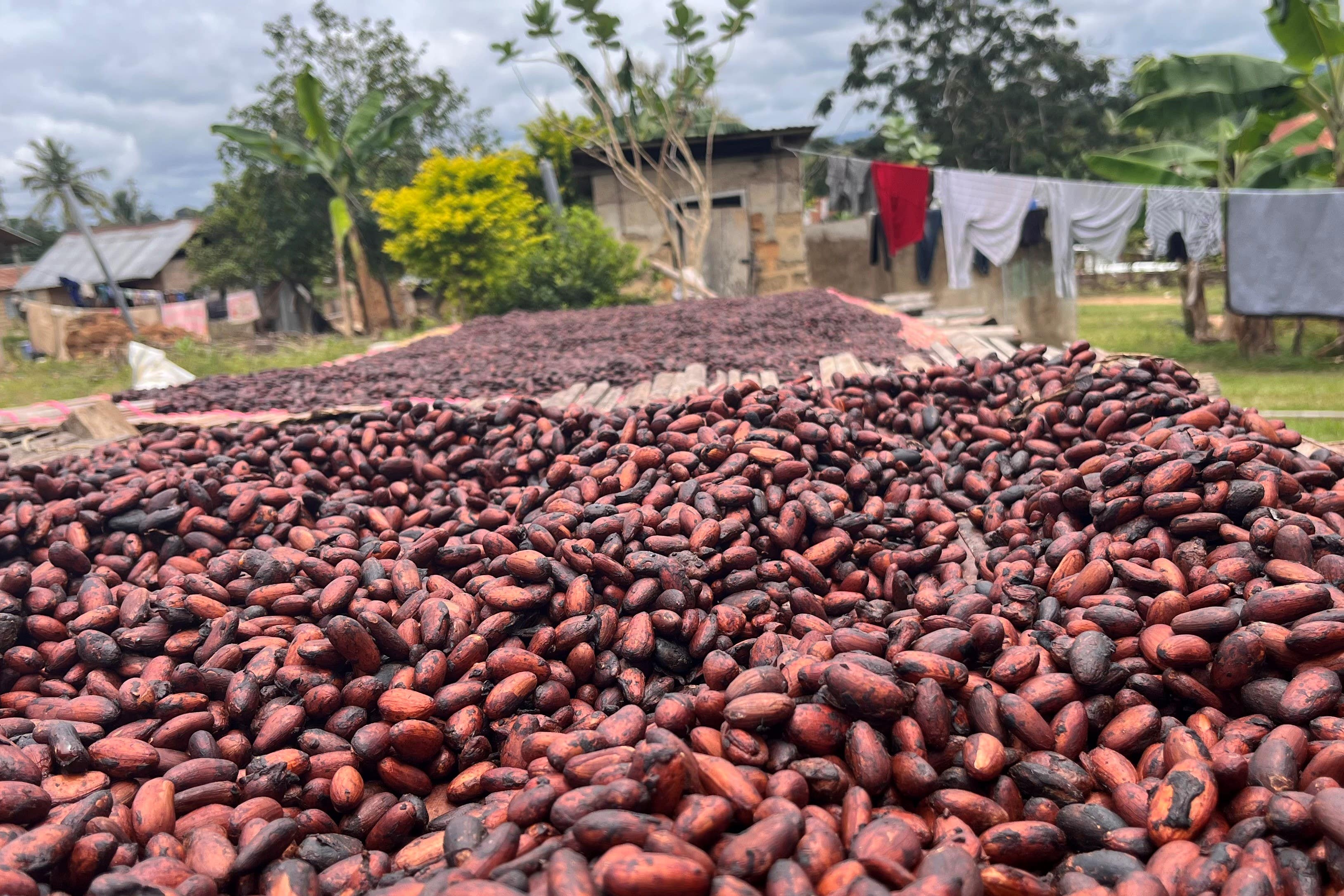 Cocoa production is being hit by climate change (Emily Beament/PA)