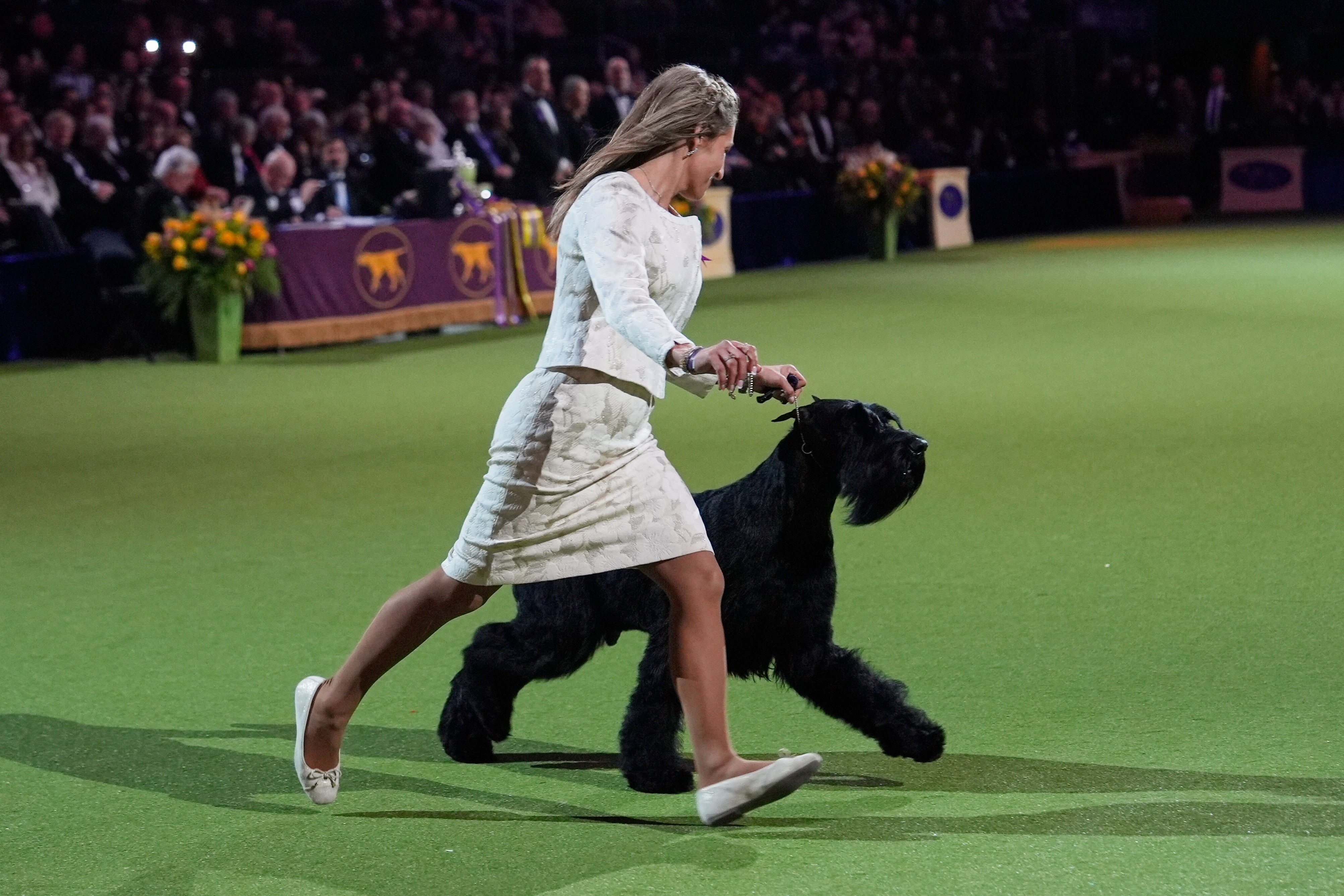 Westminster Dog Show