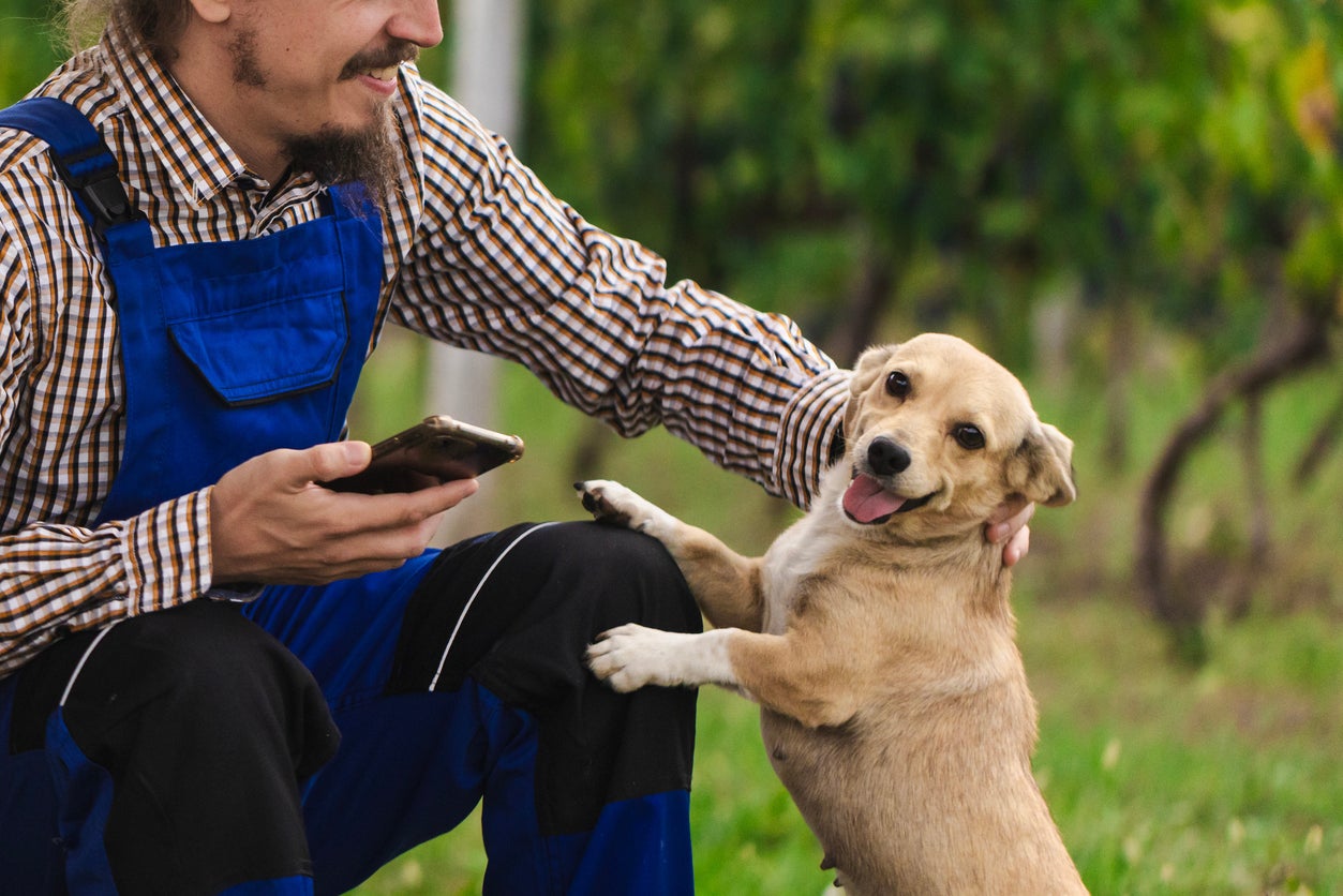 Dog breeders are among workers who will be expected to start paying tax to renew their licences