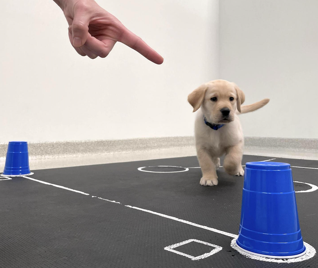 <p>Image shows a puppy responding to a pointed finger to reach a goal</p>