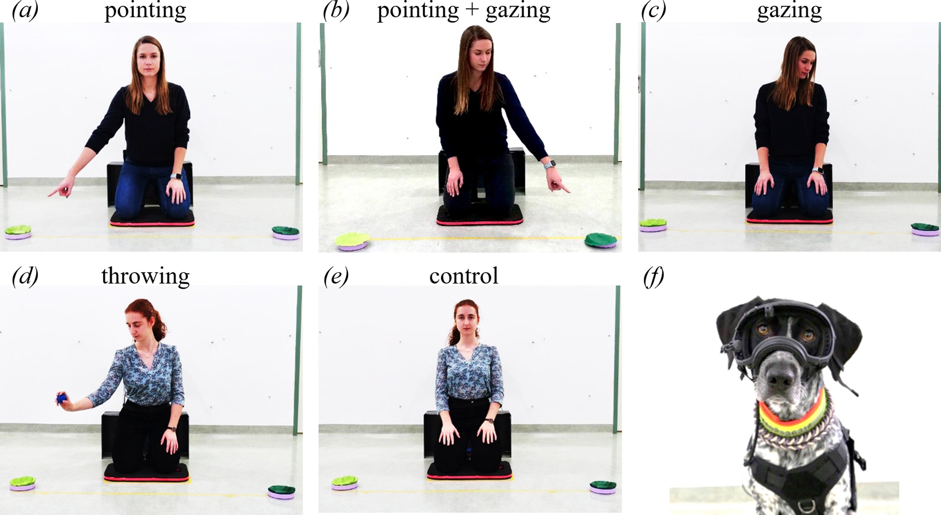 Indicações fornecidas nos testes (fase de sinalização): (a) apontando, (b) apontando + risando, (c) olhar, (d) (falso) lançar, (e) status de controle (f) um cachorro usando um rastreamento de cachorro mais de jeito