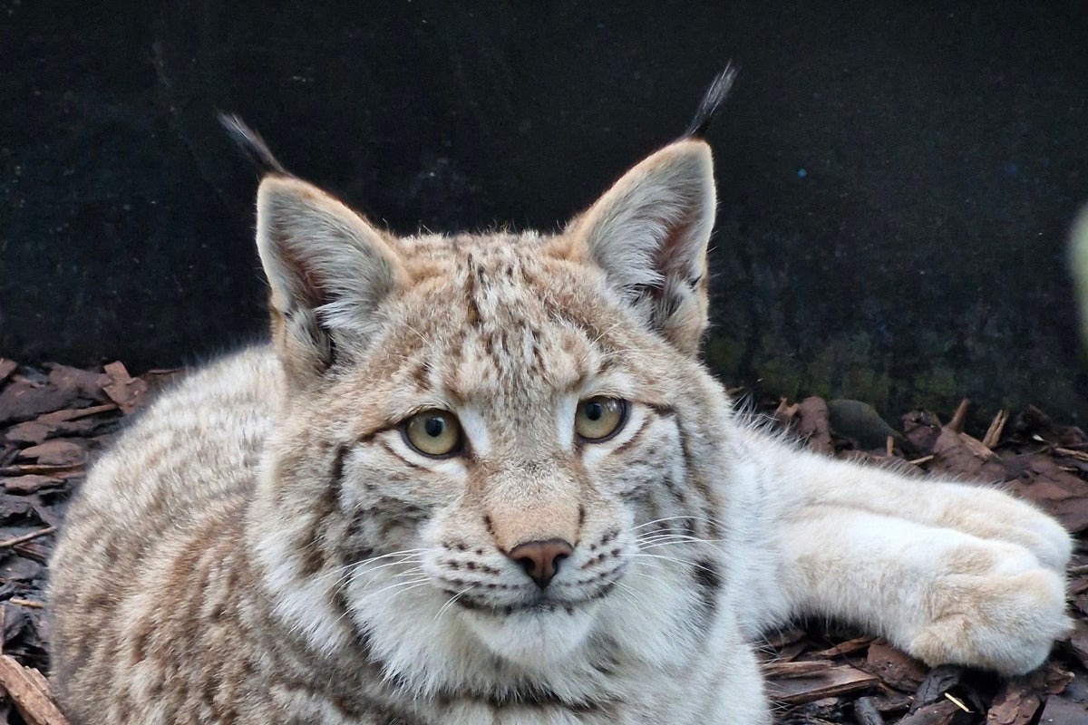 Three Lynx Rescued from Cairngorms Thrive at Edinburgh Zoo