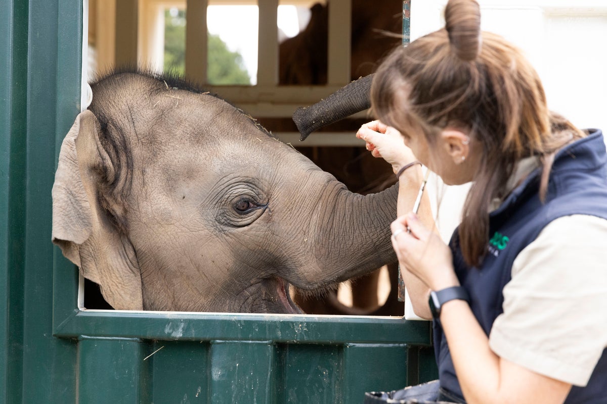 Elephants trumpet, squeak and flap their ears after their complex move across an Australian city