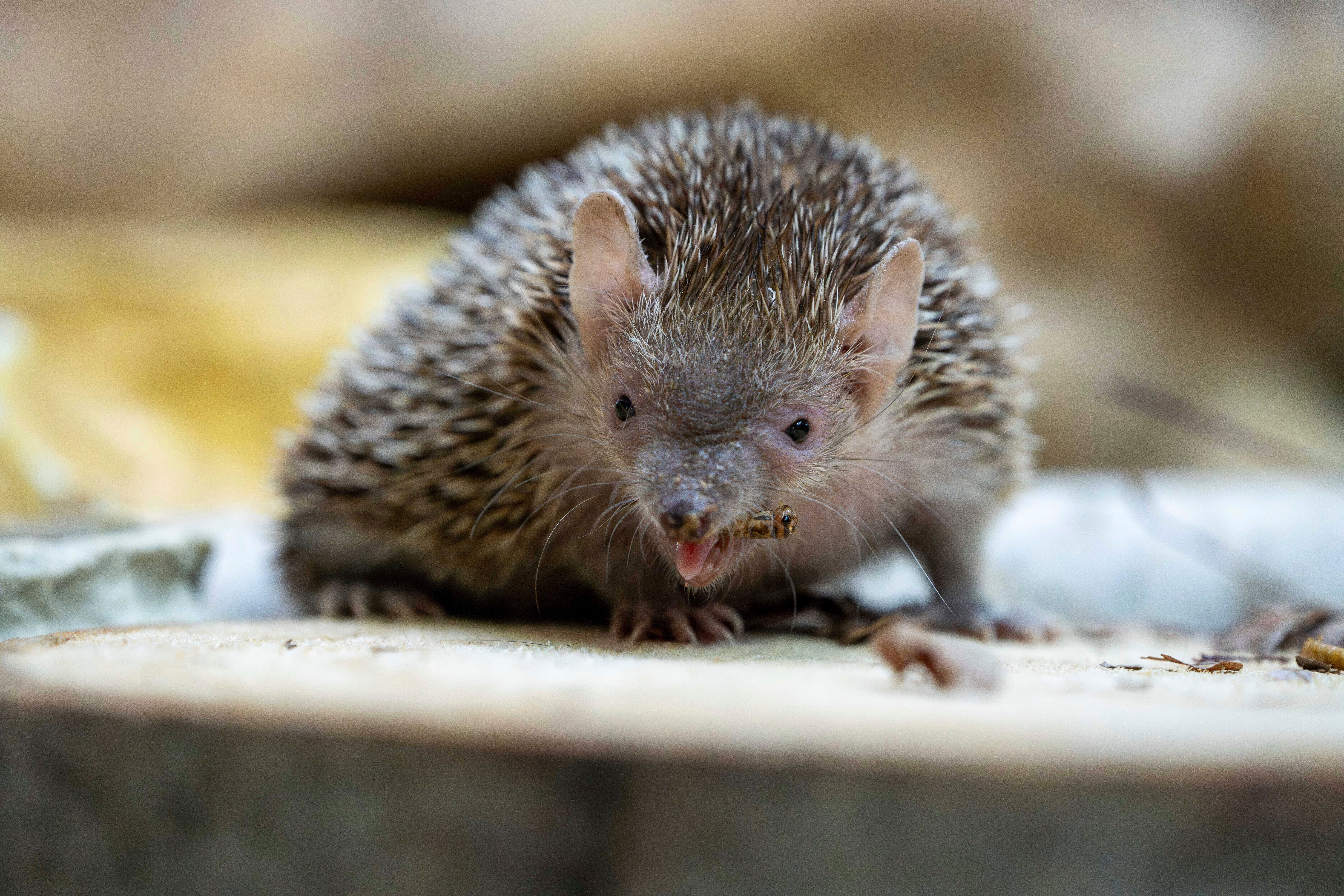 A hedgehog is shown May 17, 2024, eating a bug at the Minnesota Zoo in Apple Valley, Minnesota