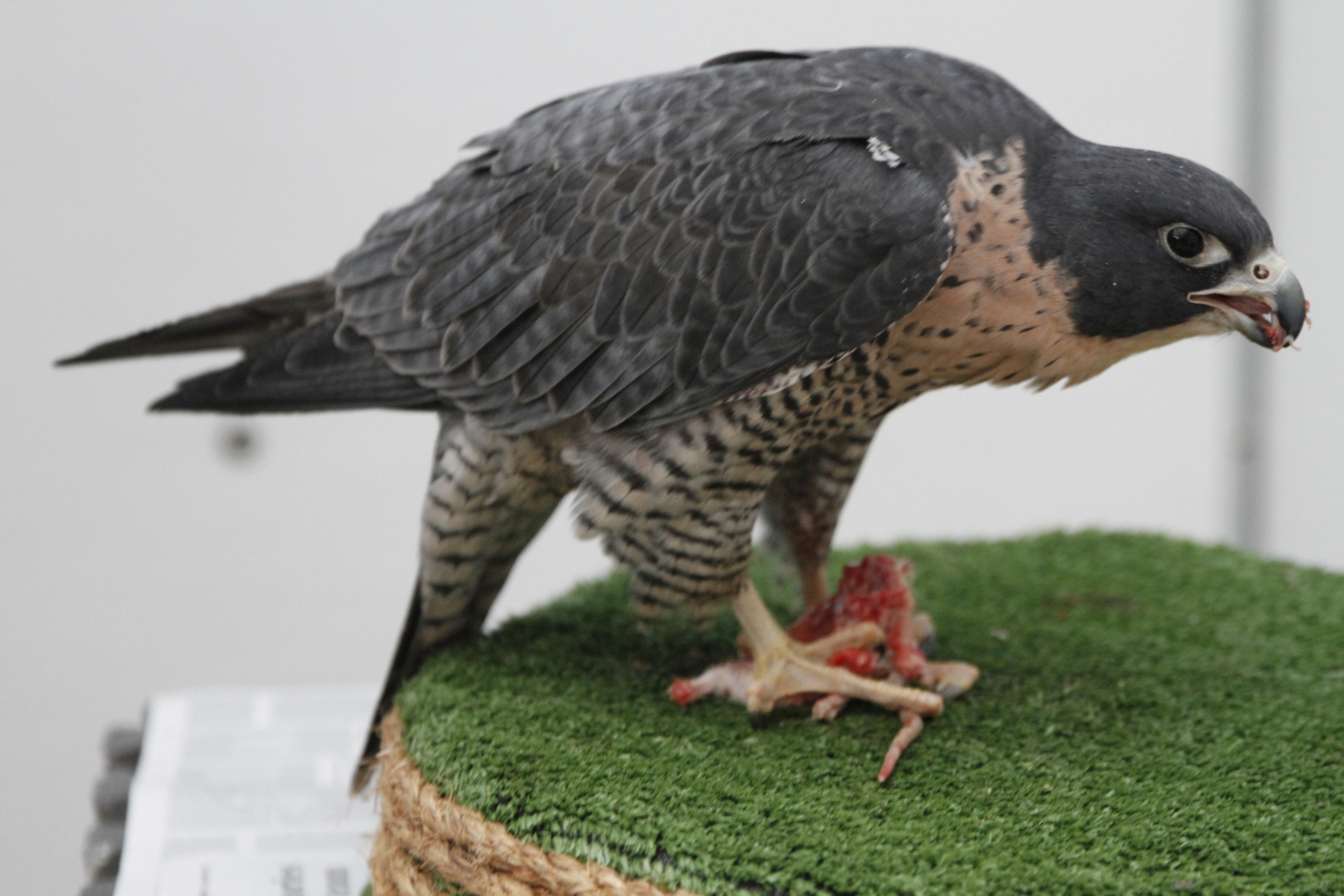 Breland, a peregrine falcon, eats a frozen rat at the Bird Treatment and Learning Center on Feb. 6, 2025