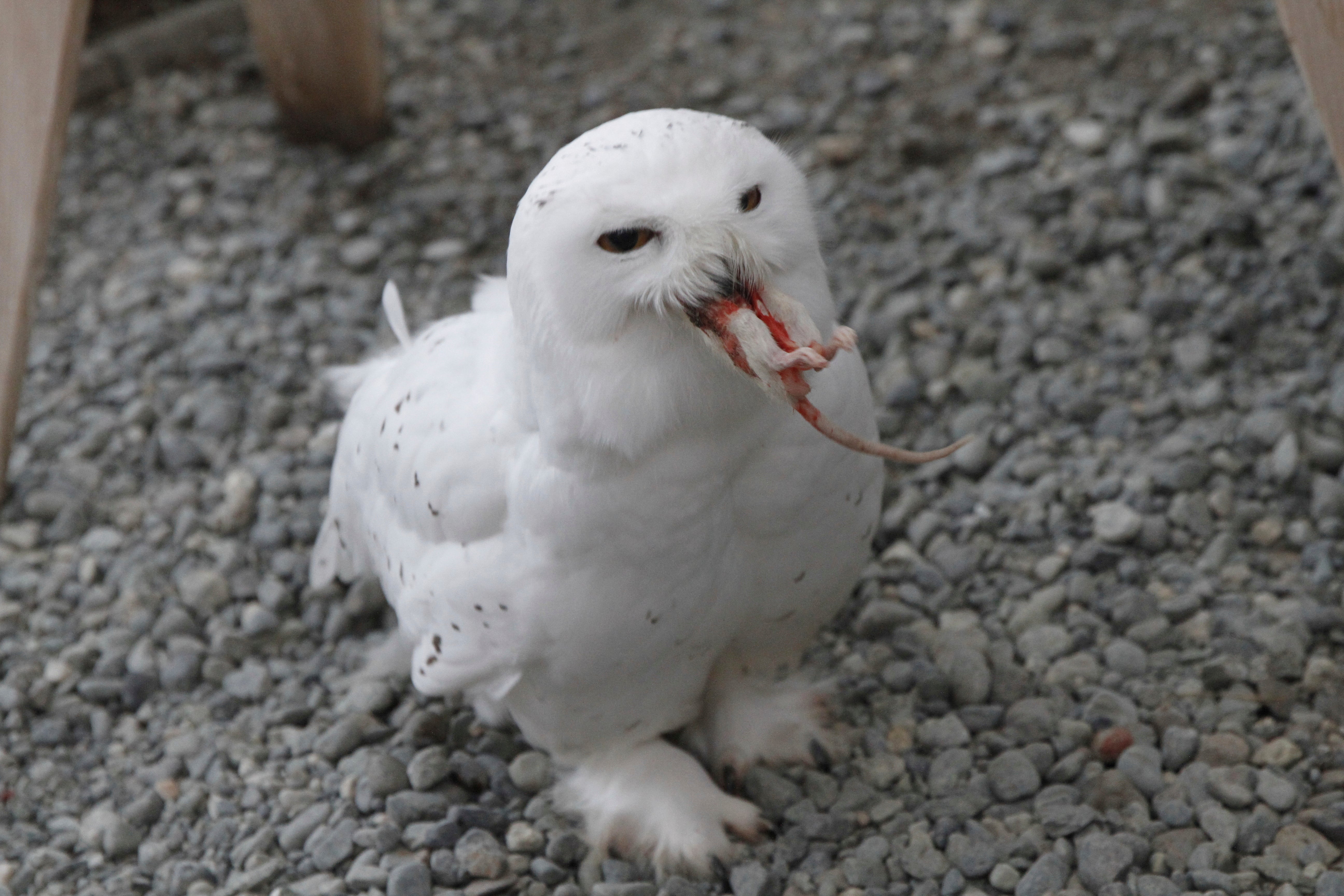 A snowy owl named Ghost eats a frozen rat at the Bird Treatment and Learning Center on Feb. 6, 2025