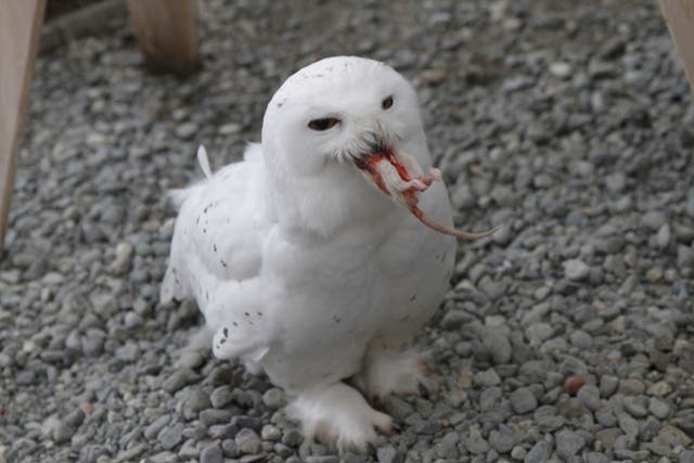 <p>A snowy owl named Ghost eats a frozen rat at the Bird Treatment and Learning Center in Anchorage, Alaska</p>