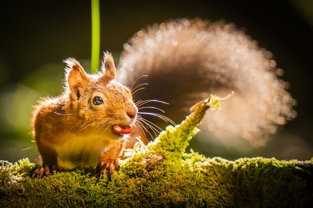 The researchers analysed the entire genetic code of 106 red squirrels (Danny Lawson/PA)