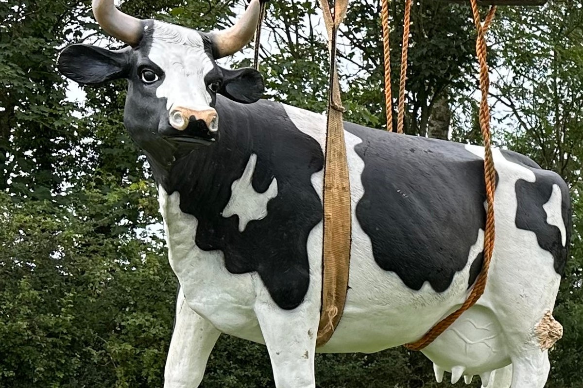 Life-sized plastic cow stolen from Yorkshire farm Life-sized plastic cow stolen from Yorkshire farm