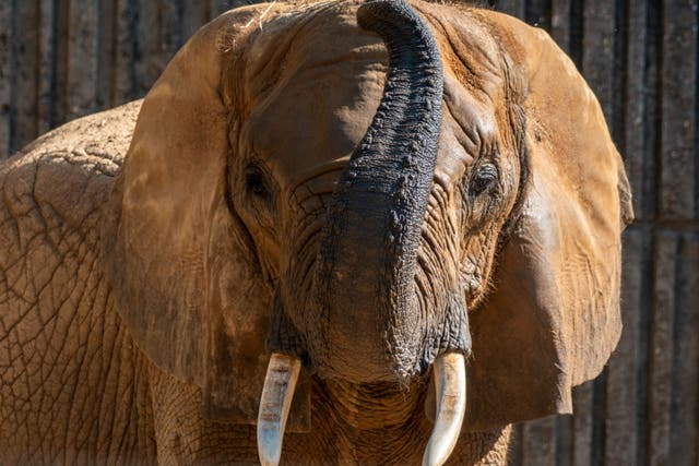 SAN VALENTÍN-LA REVANCHA