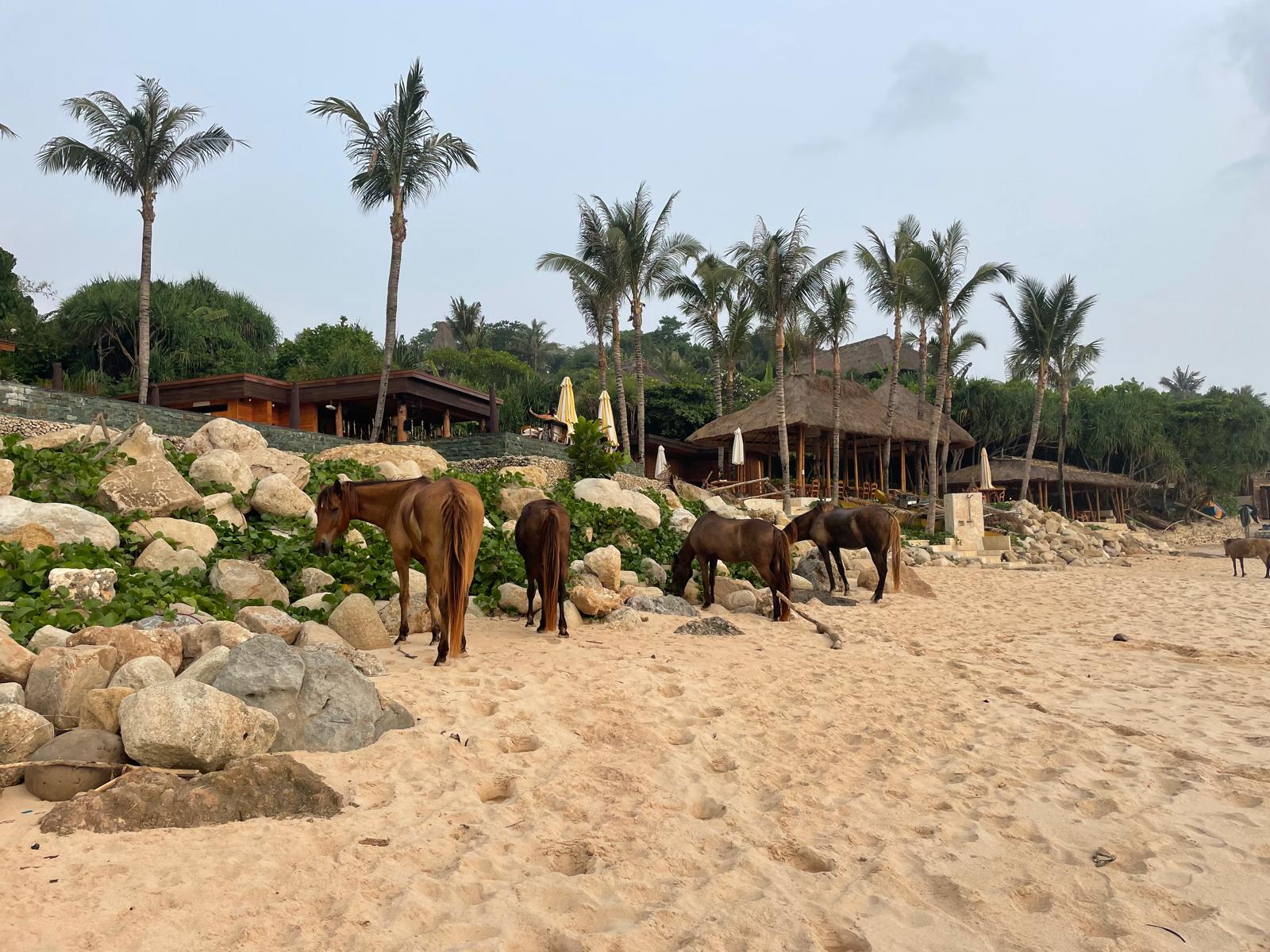 The horses at Sandalwood Stables