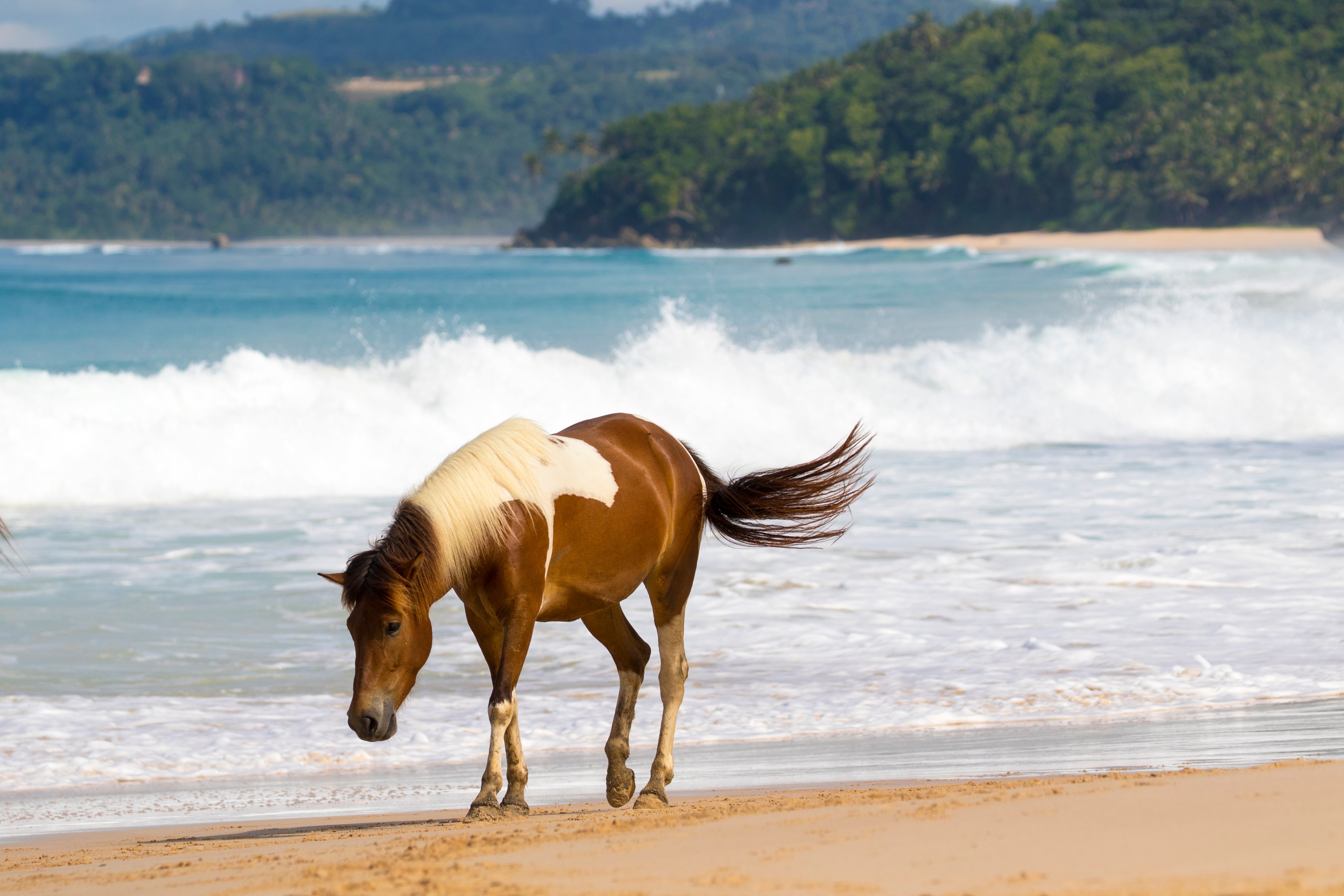 The horses are encouraged to follow their natural instincts rather than being forced to behave a particular way