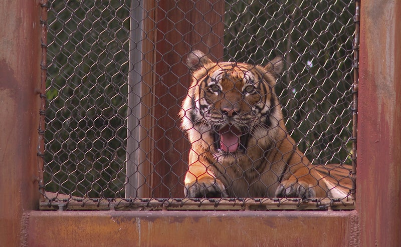 Meet Olan, Palm Beach Zoo's bold new Malayan tiger that treads the habitat's elevated trails