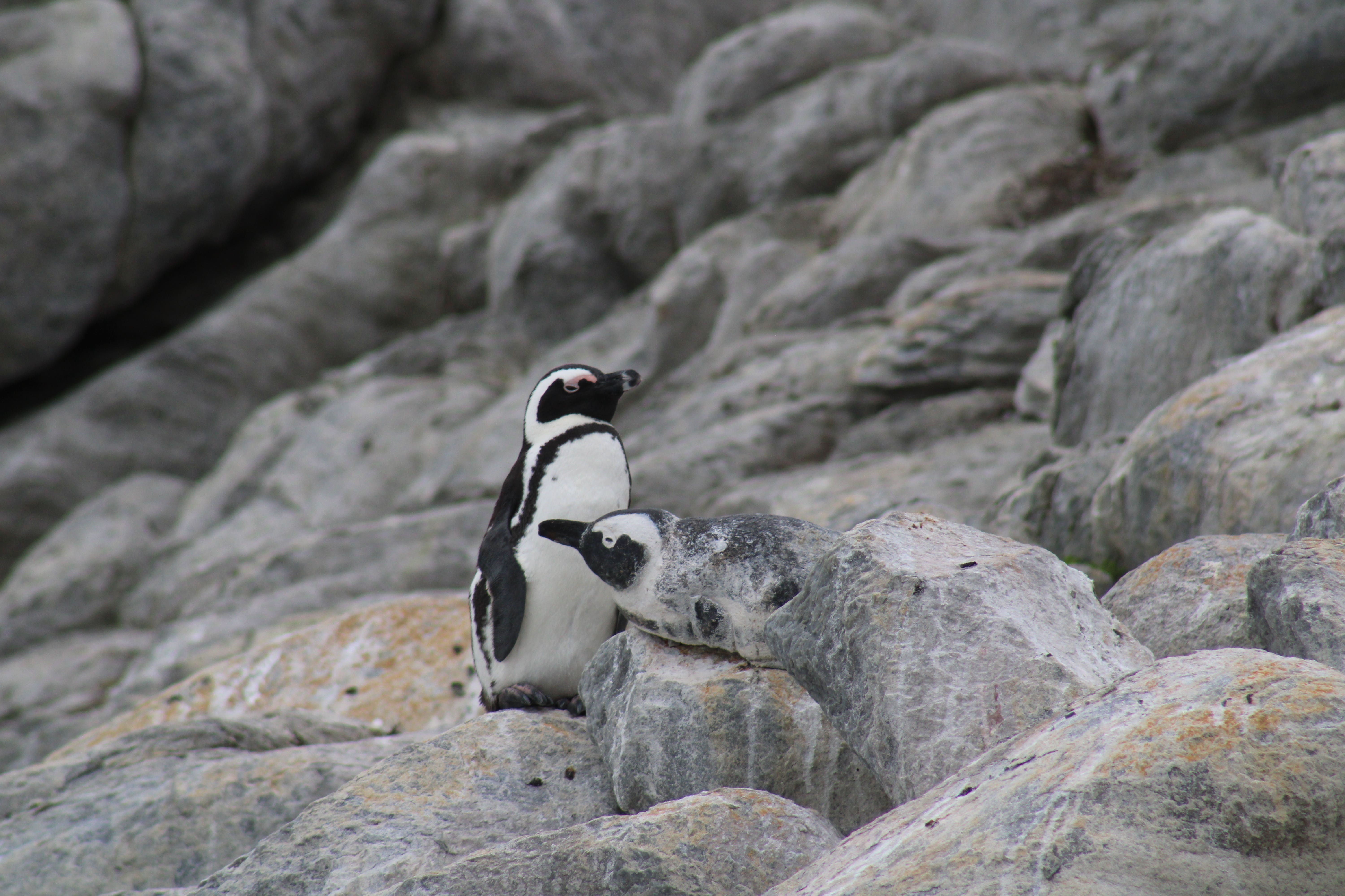 Celebrate Valentine’s Day like a penguin