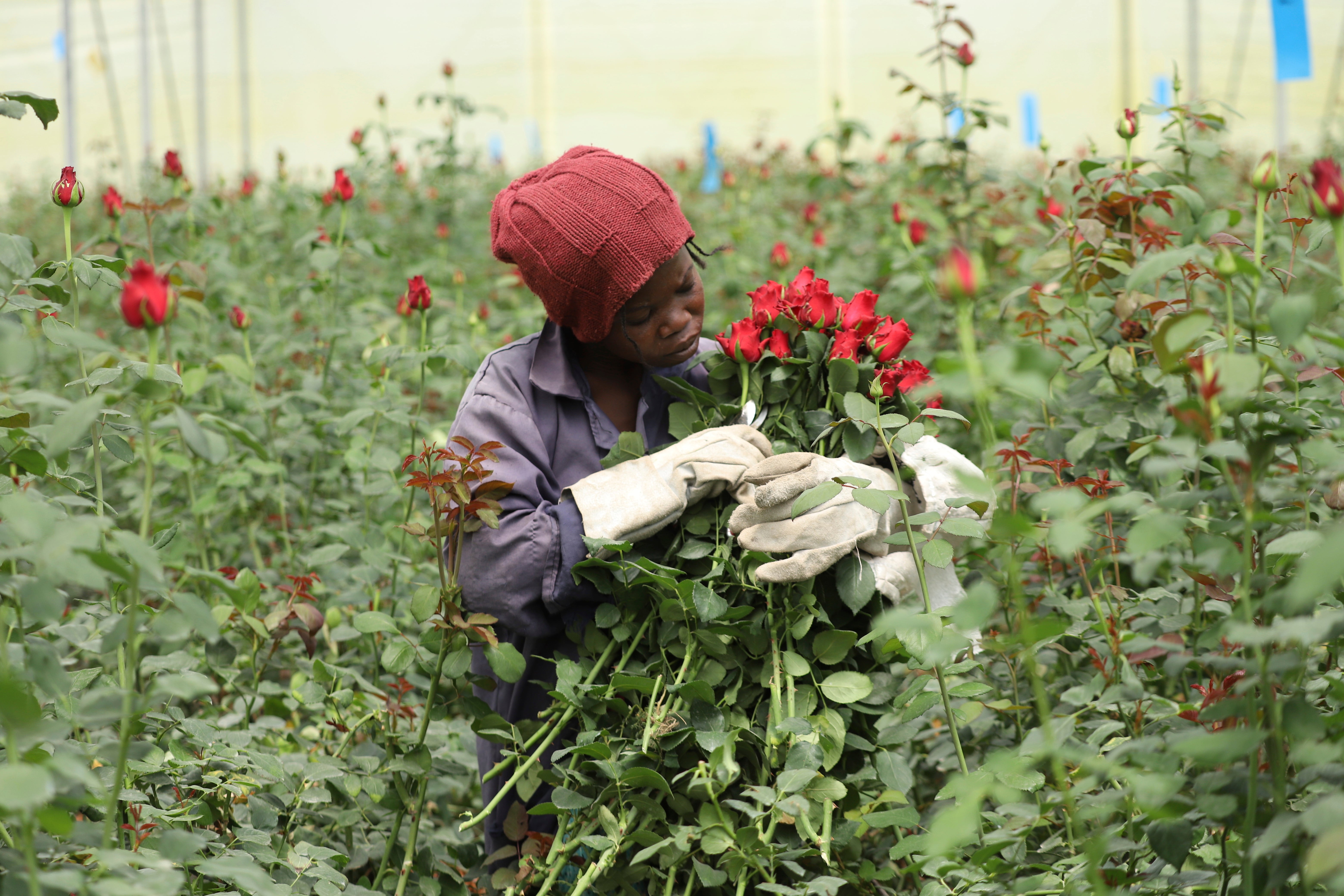 Kenya Valentine's Day Roses