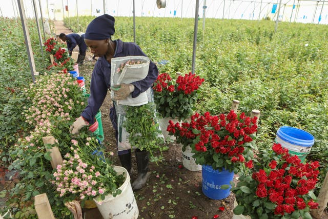 Kenya Valentine's Day Roses