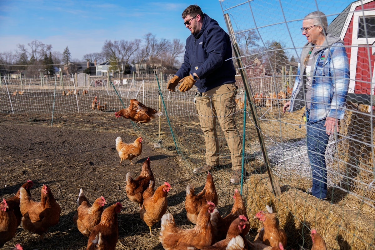 Can suspending a cage-free egg law solve the soaring price problem? Nevada takes a crack at it