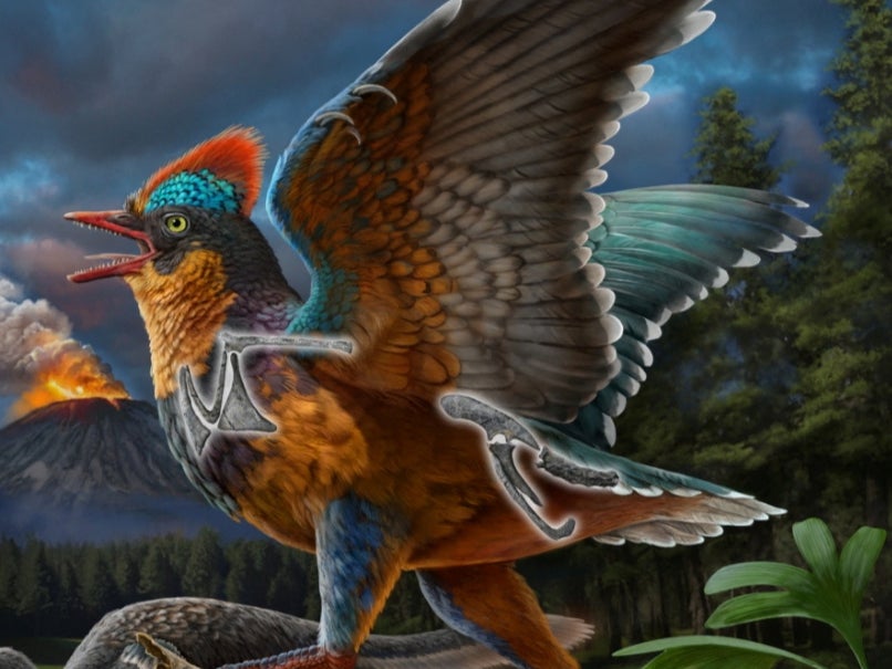 Until now, Archaeopteryx was the only unquestionable bird known from the Jurassic, which ended roughly 145 million years ago