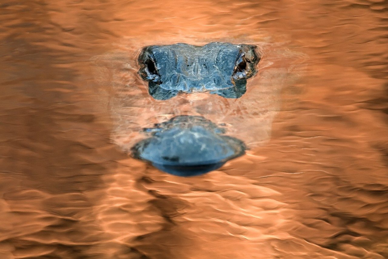 Scientists ‘surprised’ to find abundance of alligators in city’s sewer system