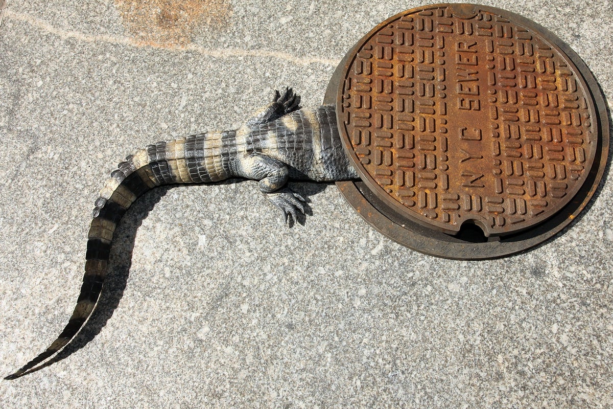 Scientists ‘surprised’ to find abundance of alligators in city’s sewer system Scientists ‘surprised’ to find abundance of alligators in city’s sewer system