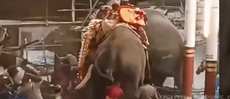 Three people dead after elephants spooked by temple fireworks go on rampage