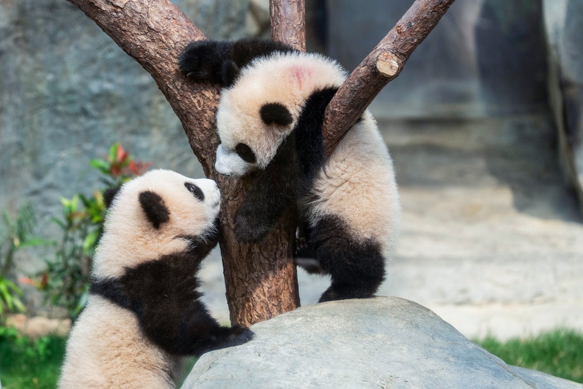 Hong Kong residents compete to name twin panda cubs who just turned 6 months old