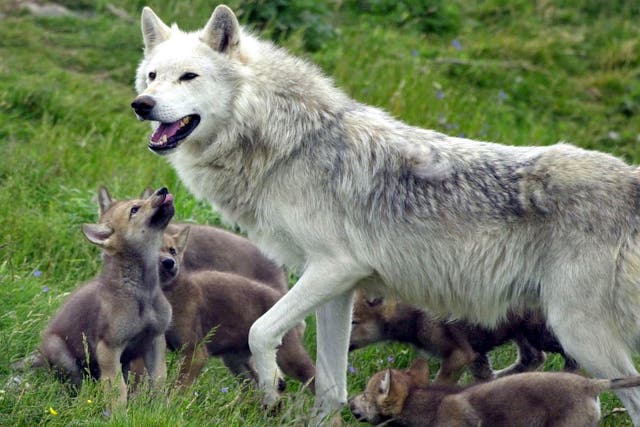 It is believed wolves were officially eradicated from Scotland around 250 years ago (PA)