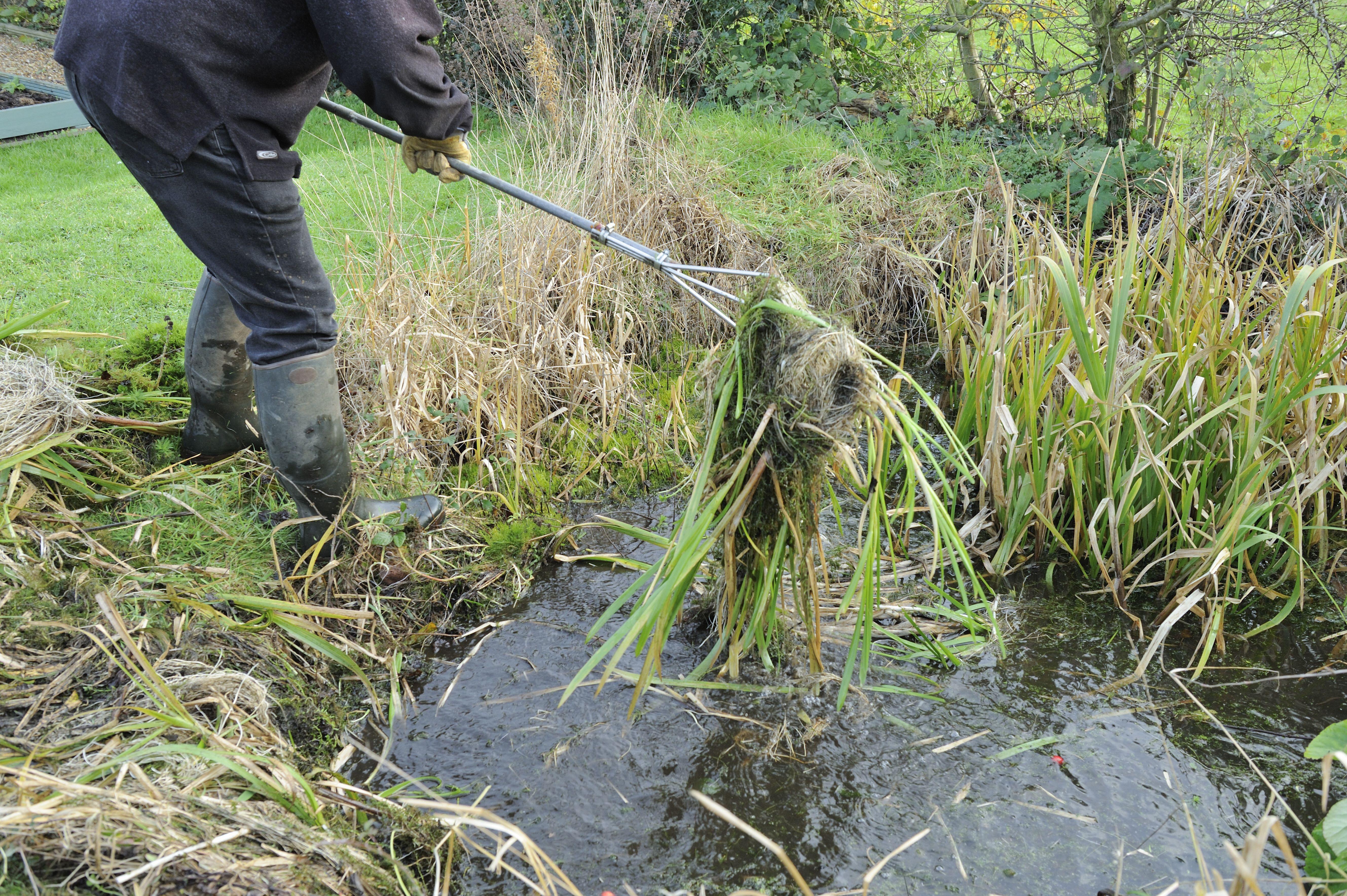 A man clearning their pond