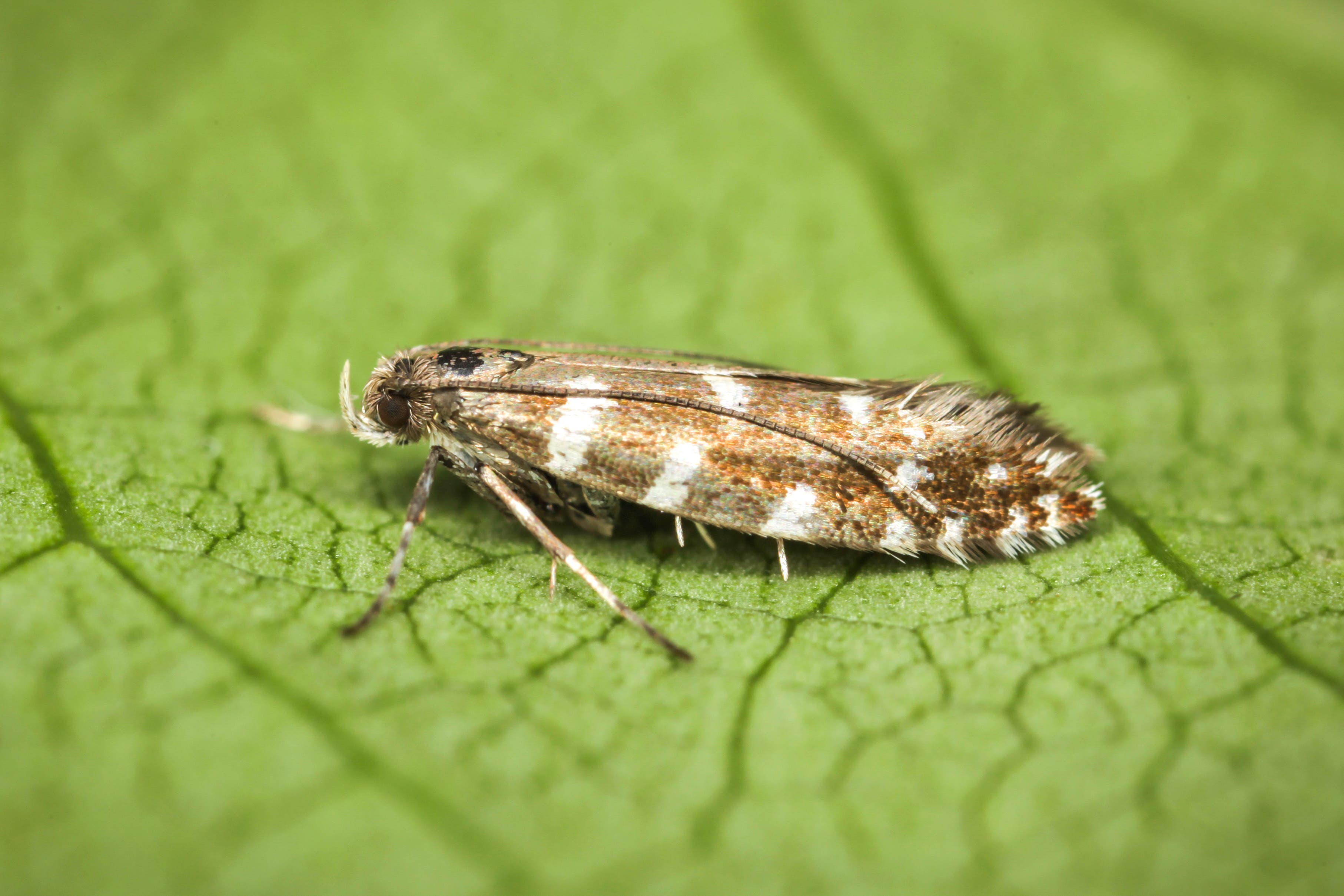 The Highland nymph is just a few millimetres long (Peter Buchner/PA)