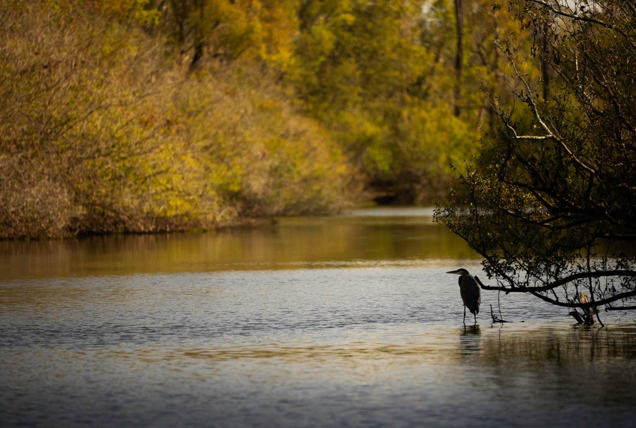 A great blue heron perched over the water of the Atchafalaya Basin