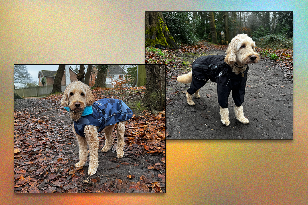 8 best dog coats to keep your furry friend warm and dry