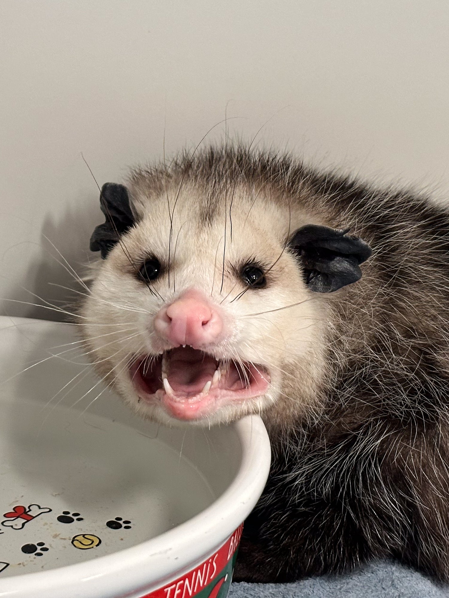 The opossum was found outside Kim Doggett's home in Omaha, Nebraska