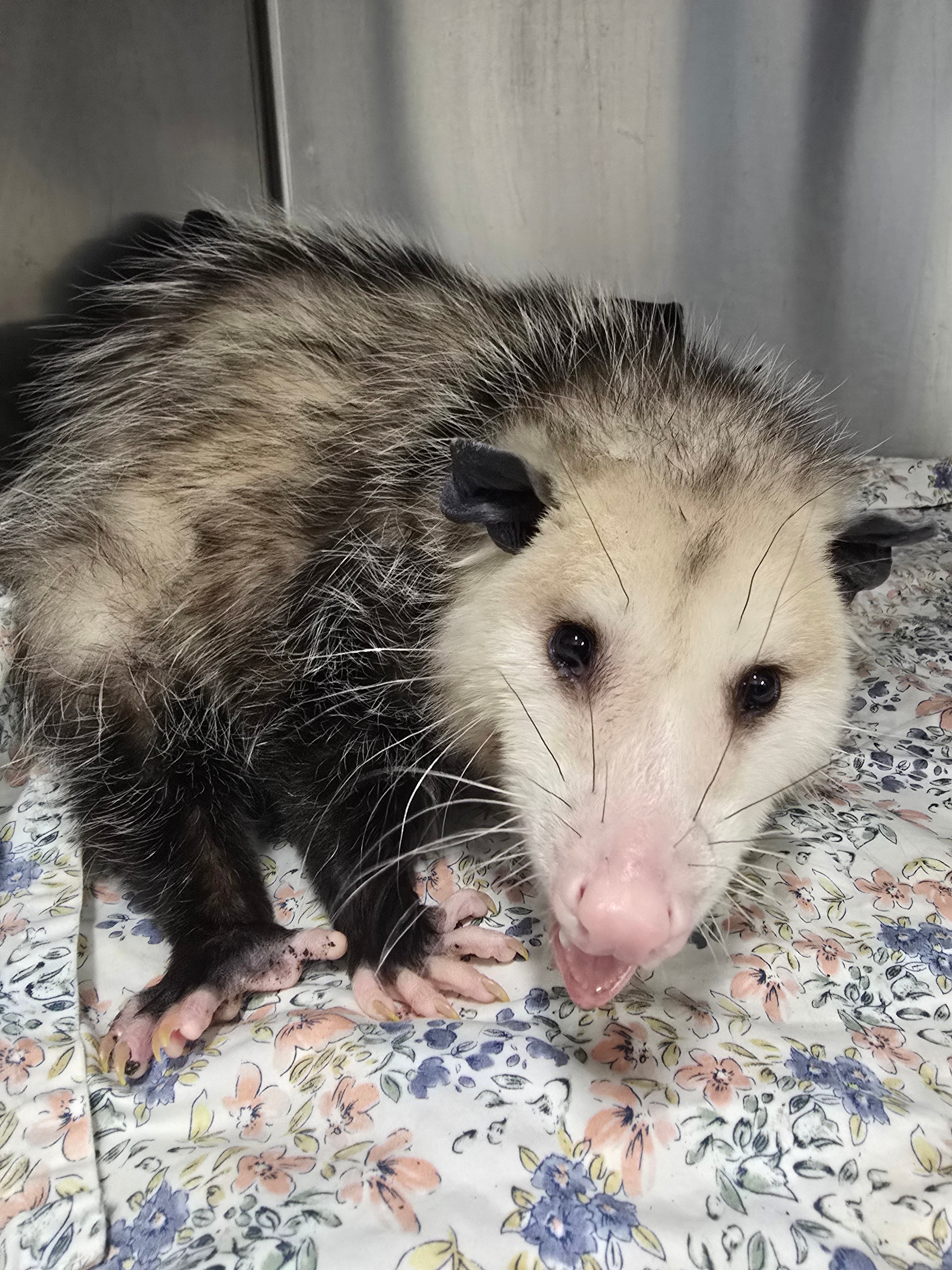 Veterinarians at the Nebraska Wildlife Rehab hope to release the opossum in roughly six weeks