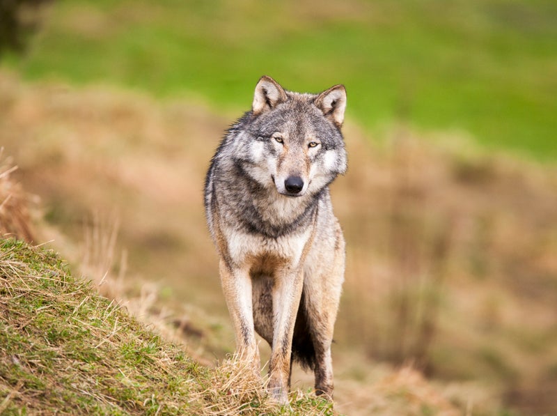 Scientists want to release 160 wolves in Scotland to help UK hit net zero target