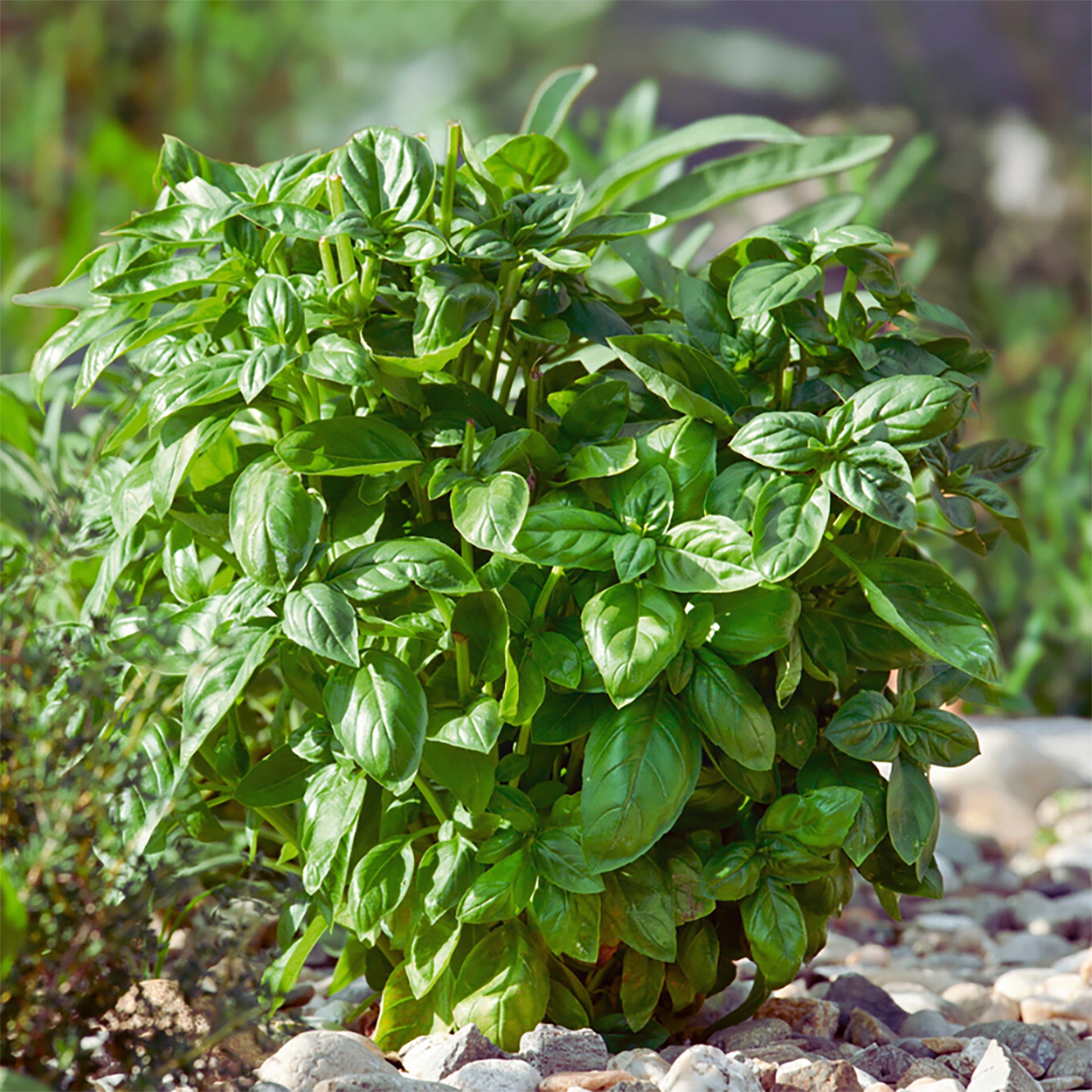 Gardening-Select New Plants