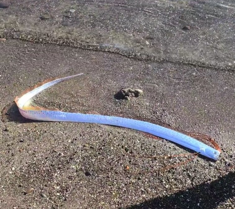 The oarfish was discovered by beachgoers on 10 February