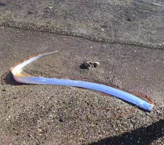 Doomsday fish: Mysterious deep-sea fish washes up on Canary Islands