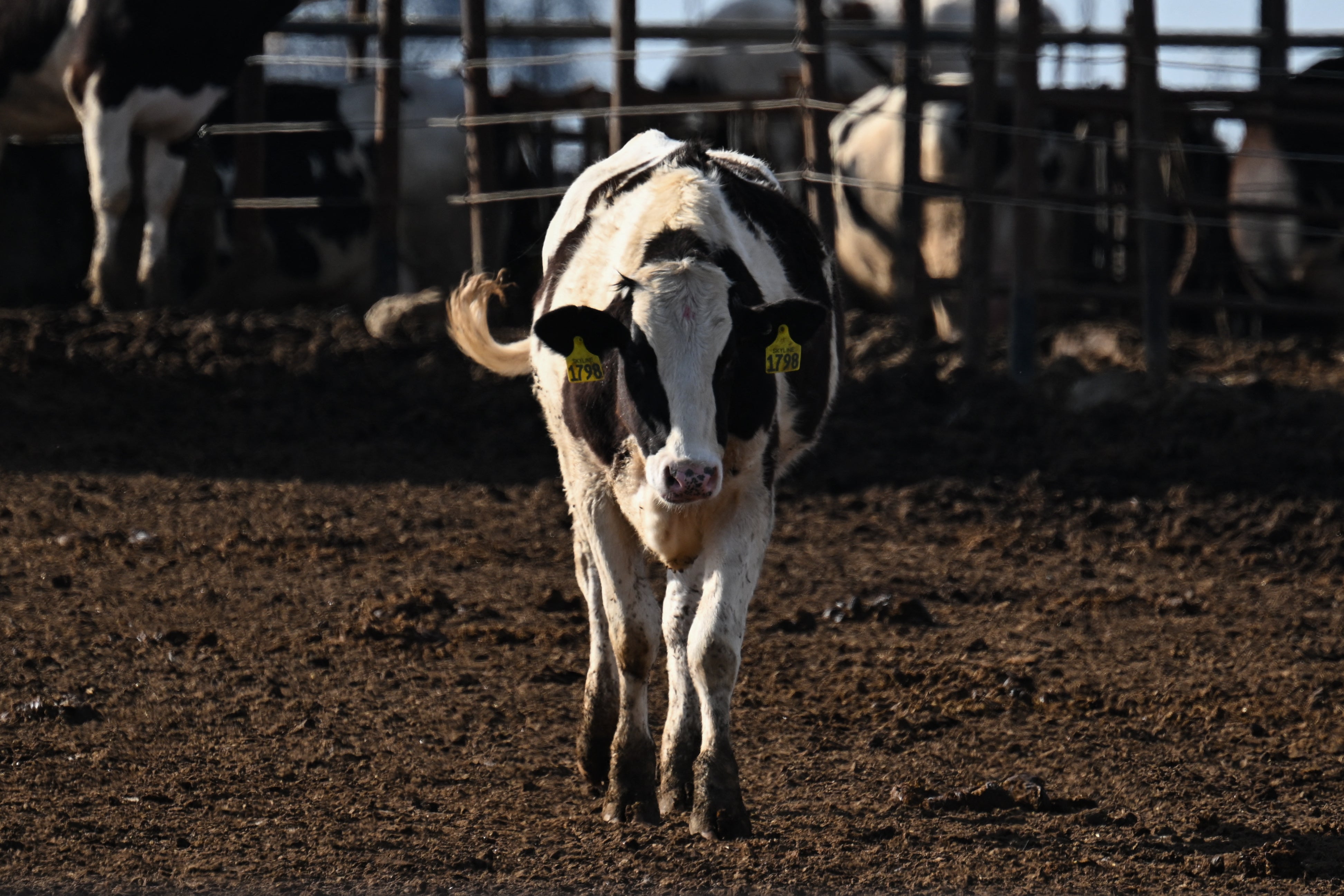 Six additional states have joined the U.S. milk testing strategy: a program aimed at tracking the spread of bird flu. The virus has infected more than 970 dairy cattle herds to date