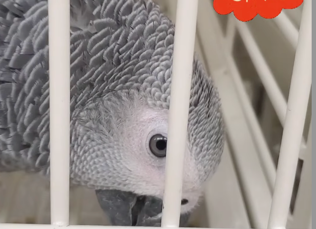 <p>A $7,000 African Gray parrot, pictured, was stolen from a New Jersey pet store weeks before its owner was shot in the face with a crossbow</p>