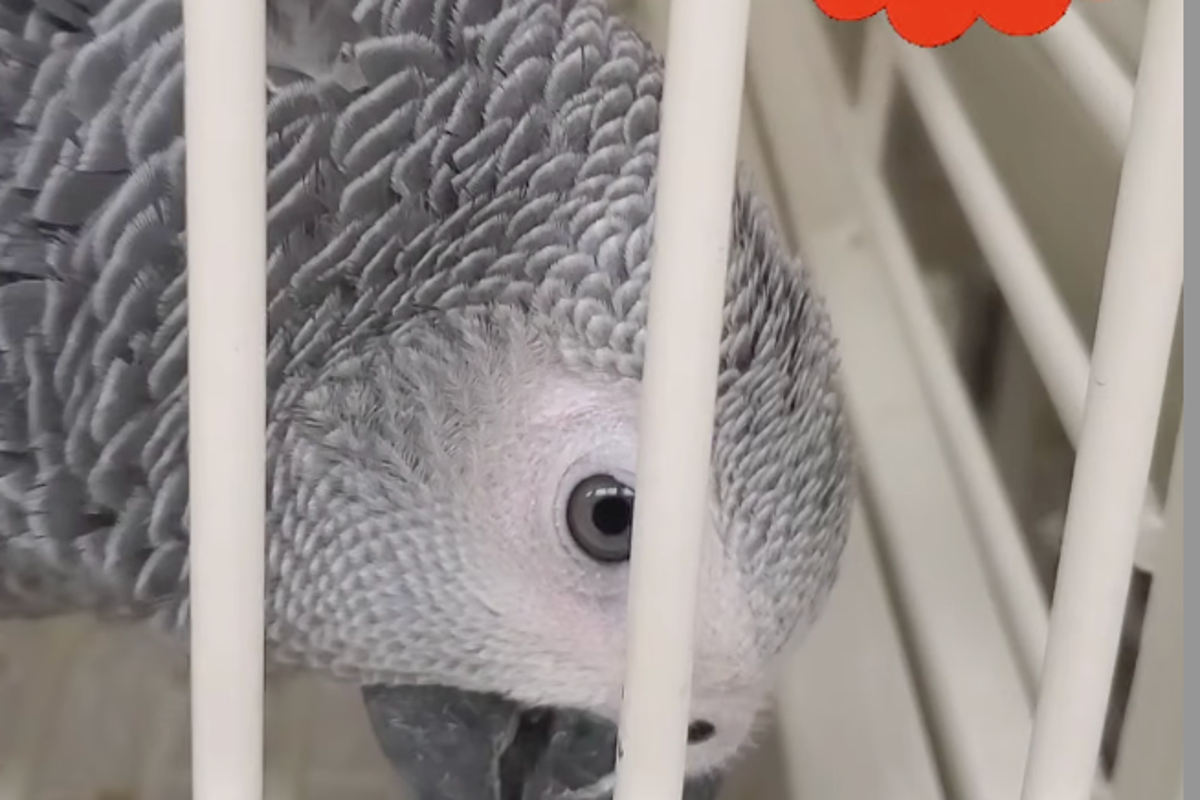 New Jersey pet store owner shot in face with crossbow weeks after theft of $7,000 parrot New Jersey pet store owner shot in face with crossbow weeks after theft of $7,000 parrot