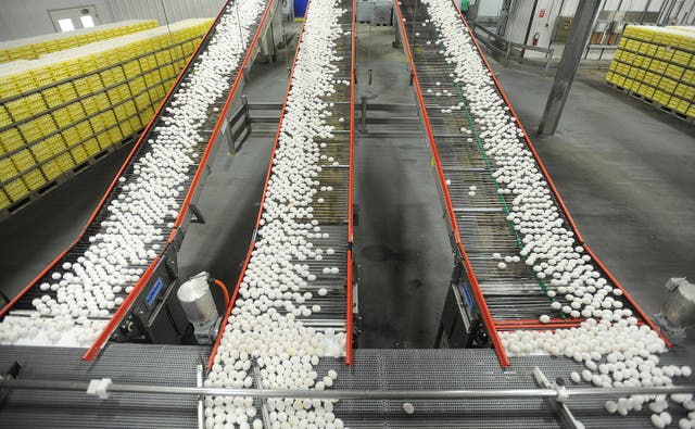 Egg Prices