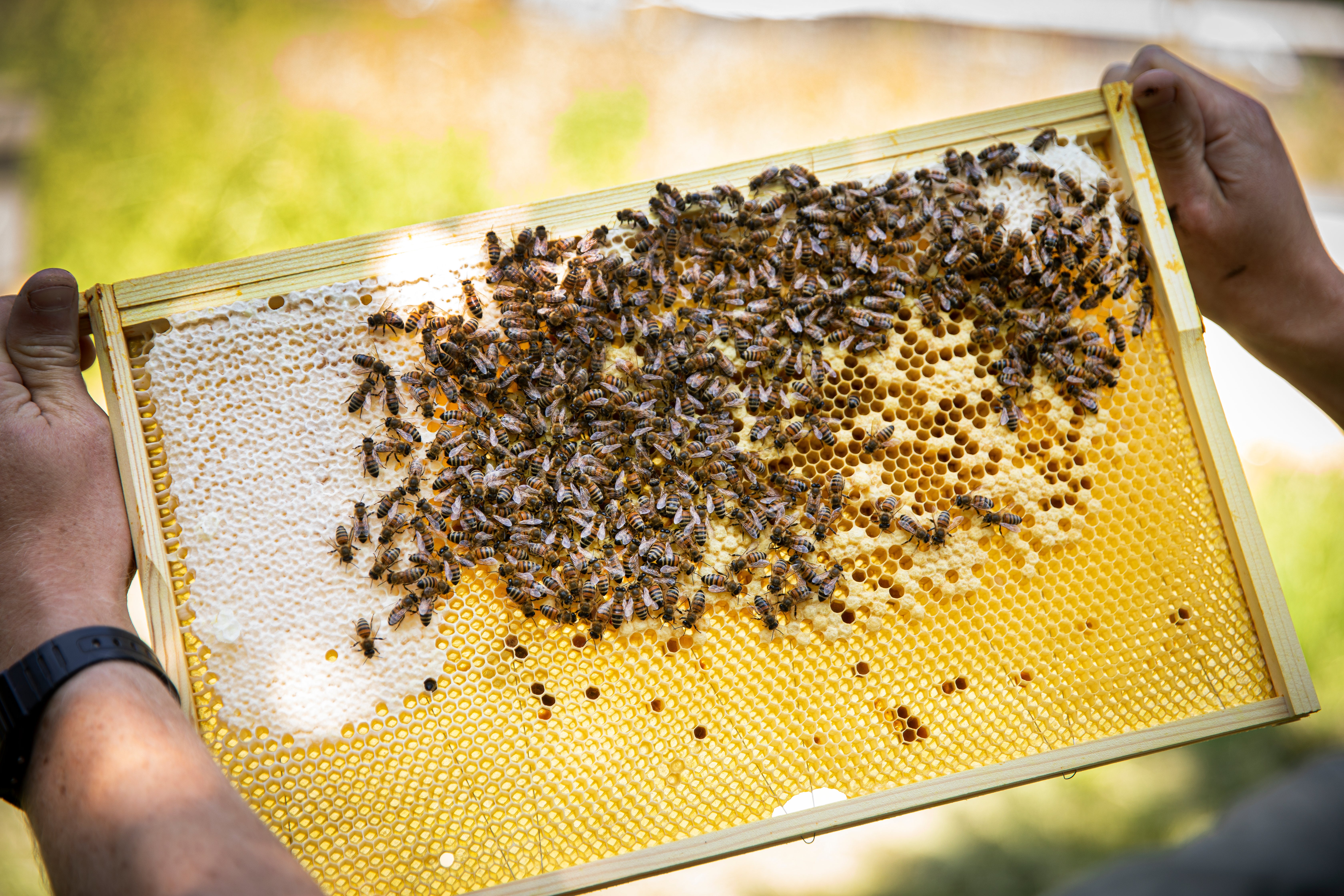 A honeycomb from one of the hives at The Pig hotel