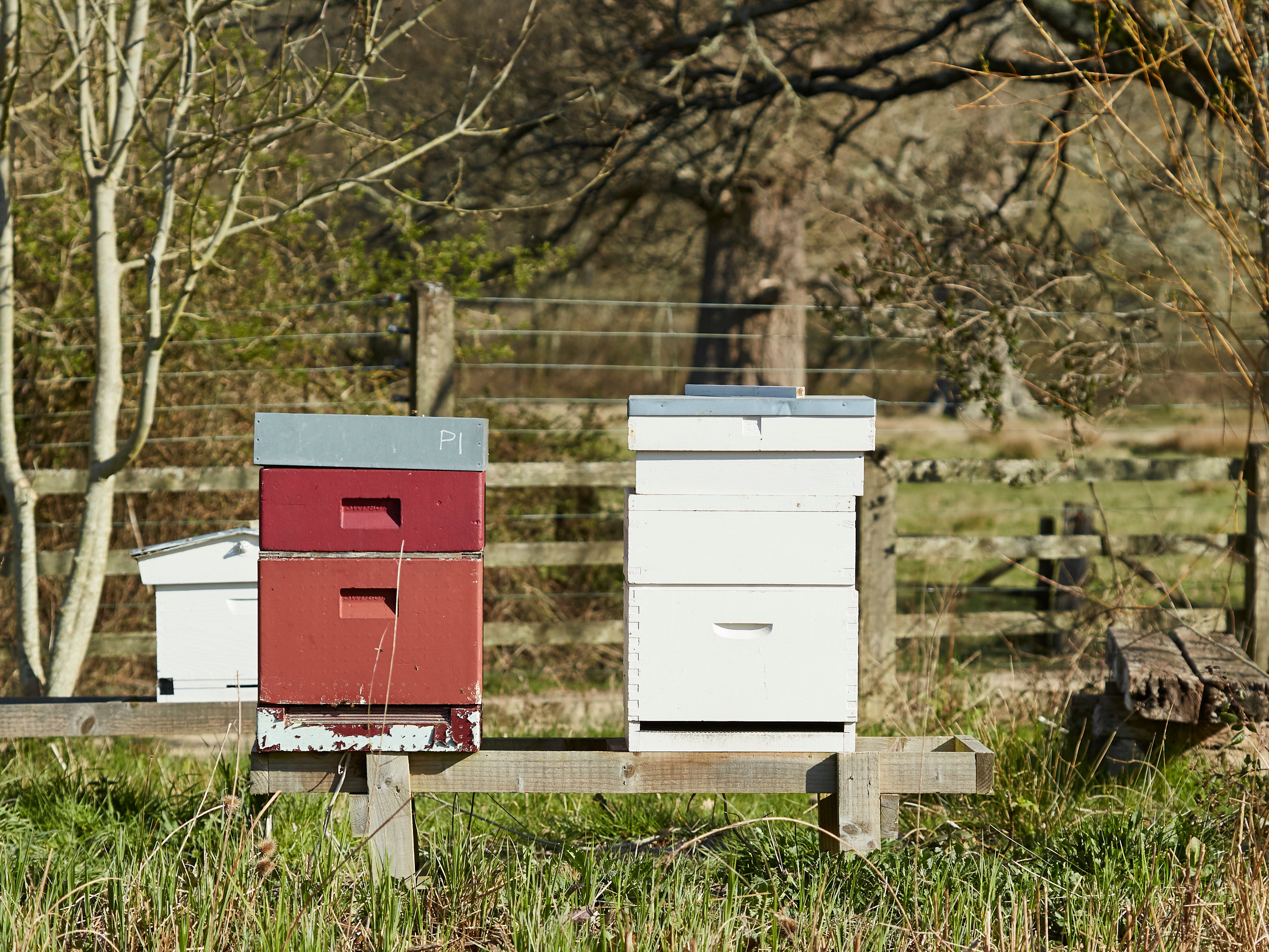 Bee hives at The Pig in Brockenhurst, the New Forest